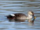 Spot-billed Duck (Anas poecilorhyncha) 