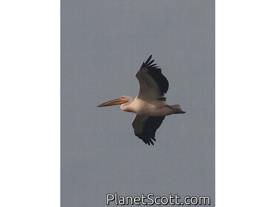Spot-billed Pelican (Pelecanus philippensis)