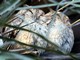 Collared Scops-Owl (Otus bakkamoena) 