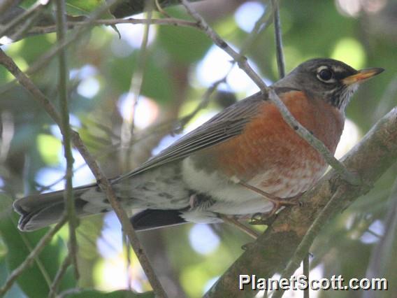 American Robin (Turdus migratorius) 