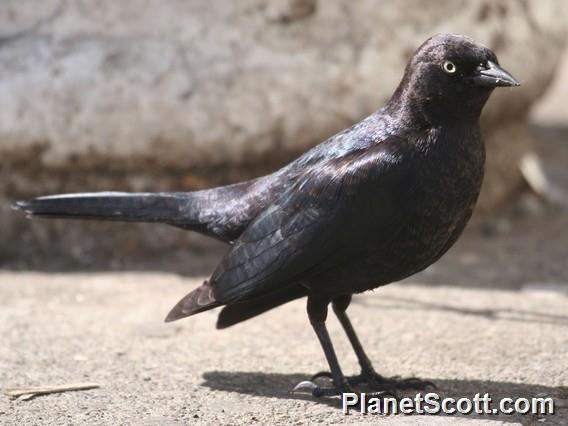 Brewer's Blackbird (Euphagus cyanocephalus) Male