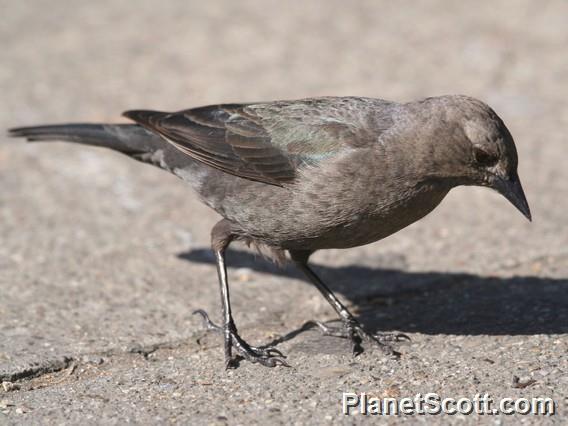 Brewer's Blackbird (Euphagus cyanocephalus) Female