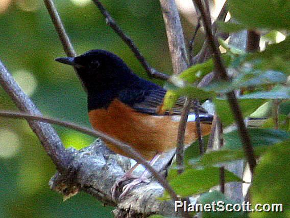 White-rumped Shama (Copsychus malabaricus) 