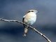 Rufous-tailed Shrike (Lanius isabellinus) 