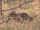 Eurasian Thick-knee (Burhinus oedicnemus) 