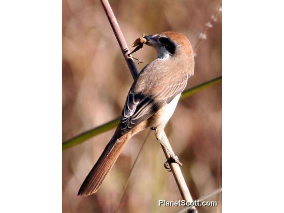 Brown Shrike (Lanius cristatus) 