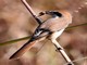 Brown Shrike (Lanius cristatus) 