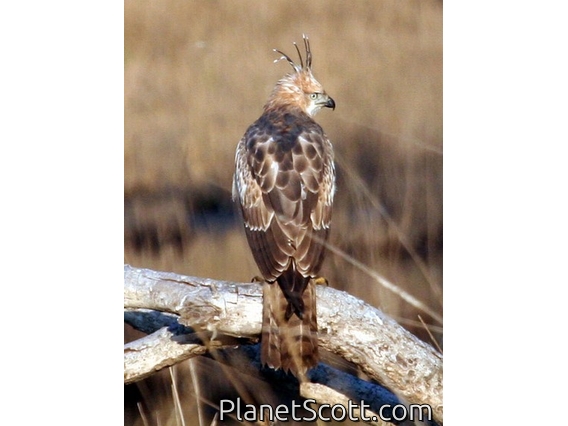 Changeable Hawk-Eagle (Nisaetus cirrhatus)