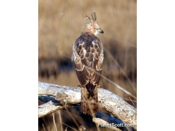 Changeable Hawk-Eagle (Spizaetus cirrhatus) 