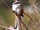 Long-tailed Shrike (Lanius schach) 