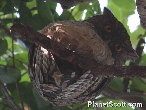 Brown Fish-Owl (Ketupa zeylonensis) 