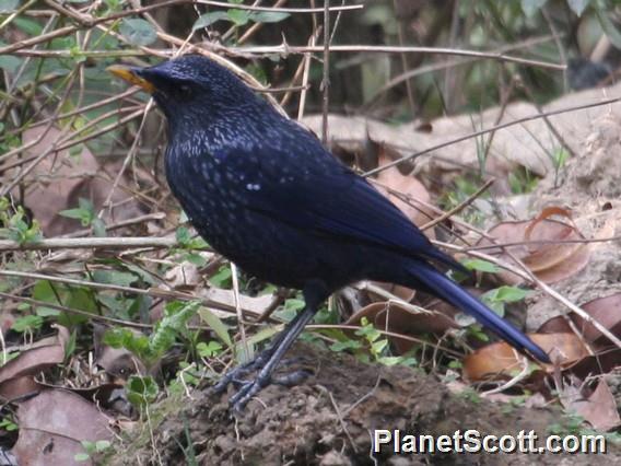 Blue Whistling-Thrush (Myiophonus caeruleus) 