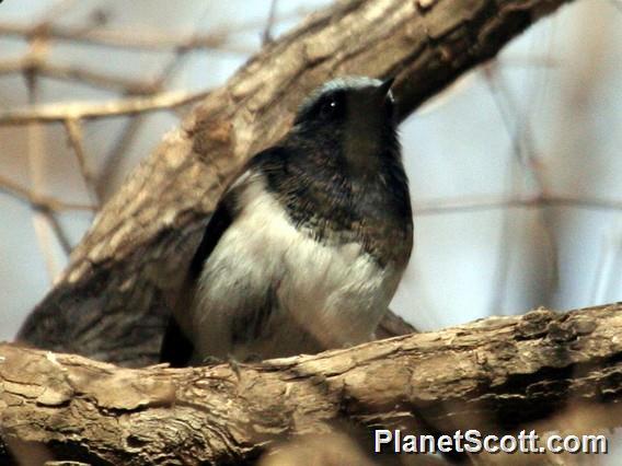 Blue-capped Redstart (Phoenicurus coeruleocephala) Male