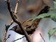 Streaked Laughingthrush (Garrulax lineatus) 