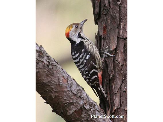 Brown-fronted Woodpecker (Dendrocopos auriceps) 