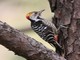 Brown-fronted Woodpecker (Dendrocopos auriceps) 