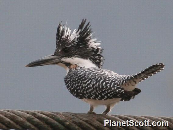 Crested Kingfisher (Megaceryle lugubris) 