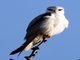 Black-winged Kite (Elanus caeruleus) 