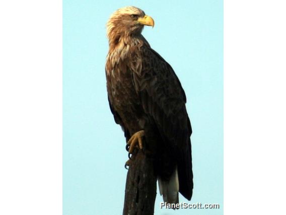 White-tailed Eagle (Haliaeetus albicilla) 