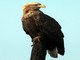 White-tailed Eagle (Haliaeetus albicilla) 