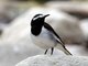 White-browed Wagtail (Motacilla madaraspatensis) 