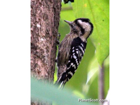 Grey-capped Woodpecker (Dendrocopos canicapillus) 