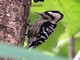 Grey-capped Woodpecker (Dendrocopos canicapillus) 