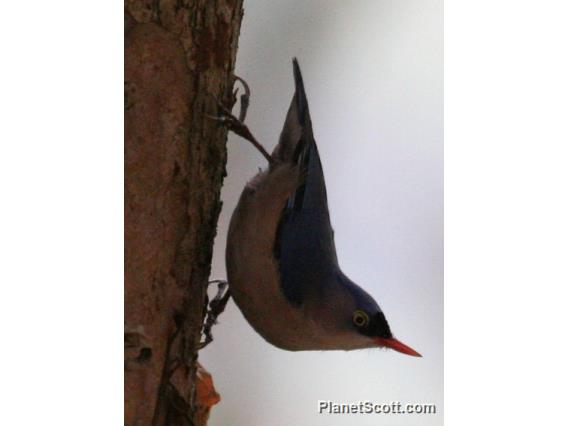 Velvet-fronted Nuthatch (Sitta frontalis) 