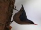 Velvet-fronted Nuthatch (Sitta frontalis) 