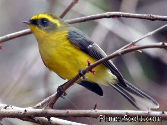 Yellow-bellied Fairy-Fantail (Chelidorhynx hypoxantha)