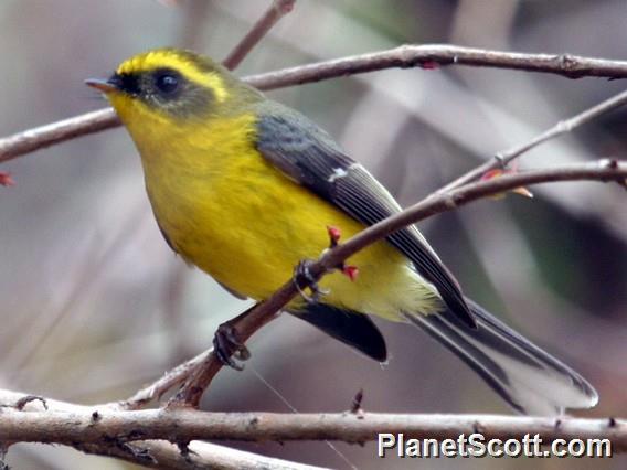 Yellow-bellied Fantail (Rhipidura hypoxantha) 