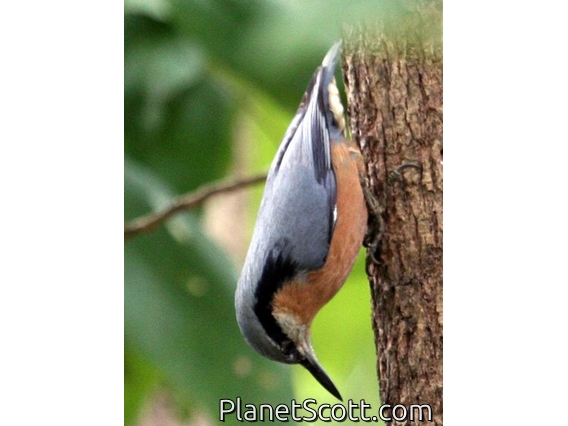 Chestnut-bellied Nuthatch (Sitta castanea)