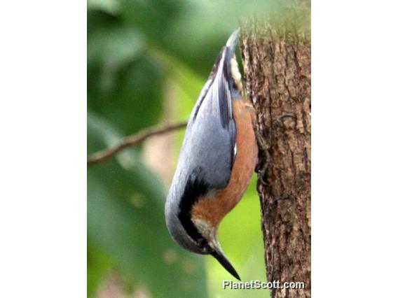 Chestnut-bellied Nuthatch (Sitta cinnamoventris) 