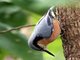 Chestnut-bellied Nuthatch (Sitta castanea) 