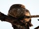 Jungle Owlet (Glaucidium radiatum) 