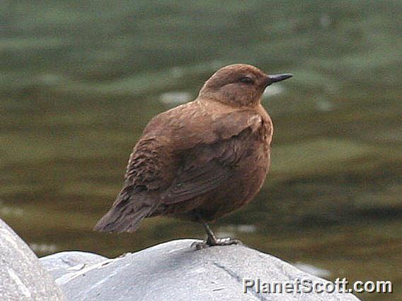 Brown Dipper (Cinclus pallasii) 