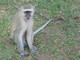 Vervet Monkey, Zambia