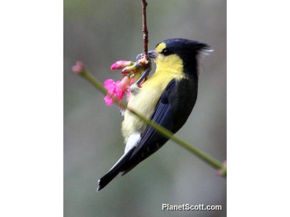 Yellow Tit (Machlolophus holsti) 