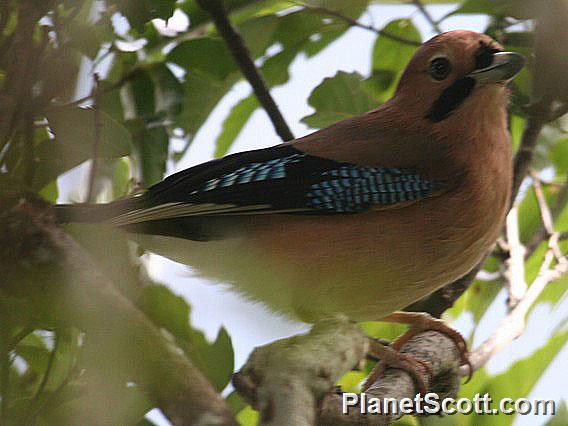 Eurasian Jay (Garrulus glandarius) 