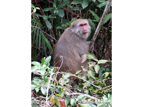 Taiwan macaque (Macaca cyclopis) 