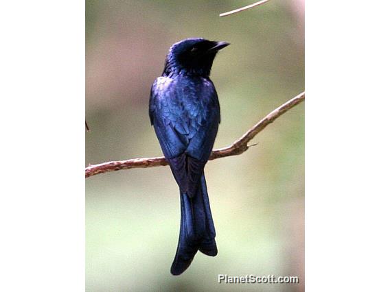 Bronzed Drongo (Dicrurus aeneus) 