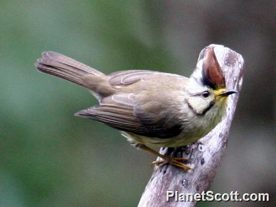 Formosan Yuhina (Yuhina brunneiceps) 