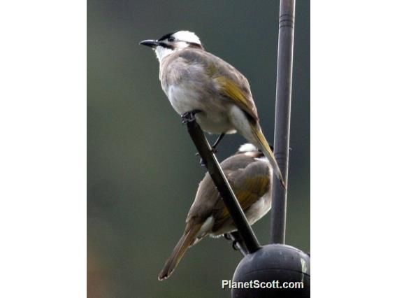 Light-vented Bulbul (Pycnonotus sinensis) 