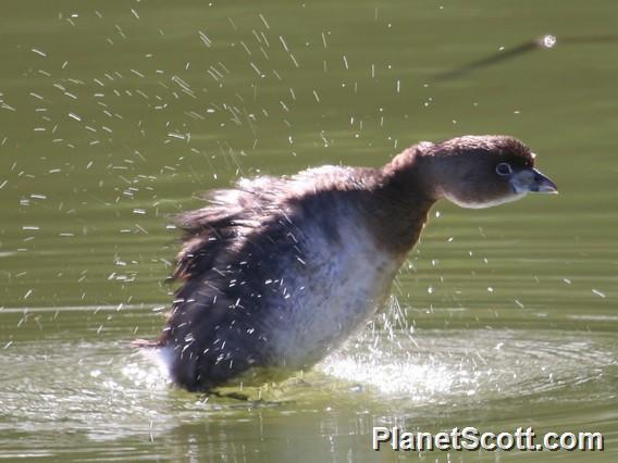 Pied-billed Grebe (Podilymbus podiceps) 