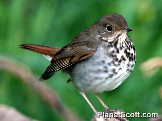 Hermit Thrush (Catharus guttatus) 