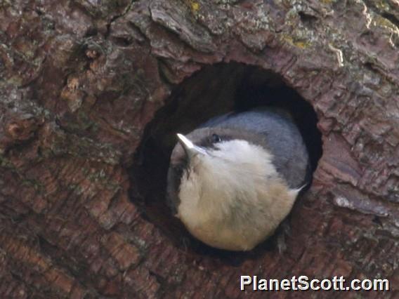 Pygmy Nuthatch (Sitta pygmaea) 