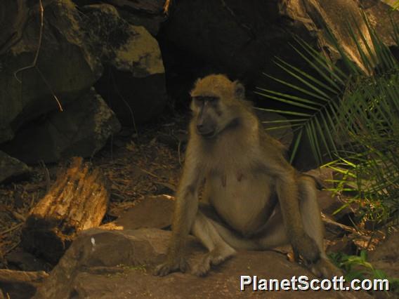 Savannah Baboon, Zambia