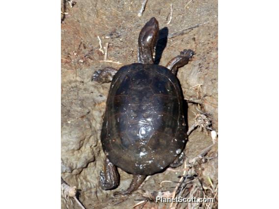 Western Pond Turtle (Emys marmorata) 