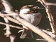Chestnut-backed Chickadee (Parus rufescens) 