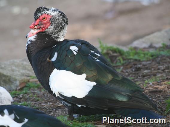 Muscovy Duck (Cairina moschata) 